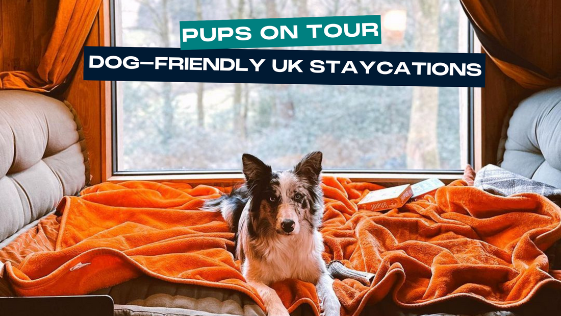 Pups on Tour: Top Dog-Friendly Holidays in the UK 2023