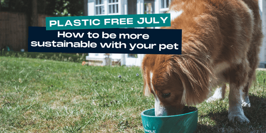 4 Tips to be more Sustainable with your Pets