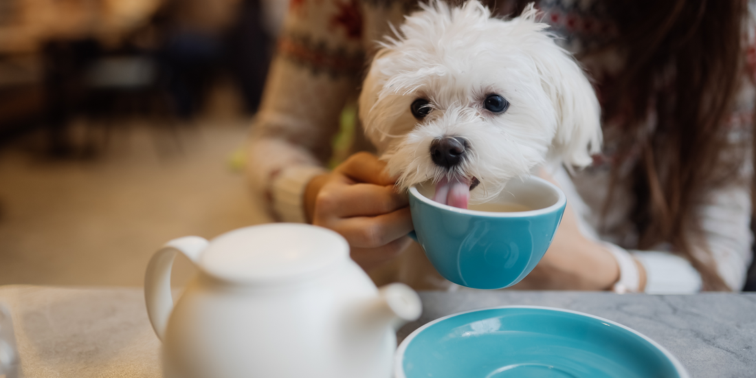 Paws, Pups & Pastries: 6 Best Dog-Friendly Cafes in London