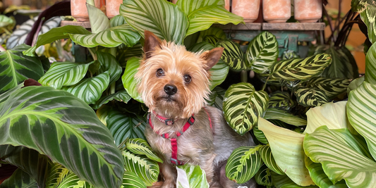 Paws & Plants: The Top 10 Pet Friendly Plants You Need to Know